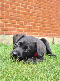 Black labrador retriever sitting on grass