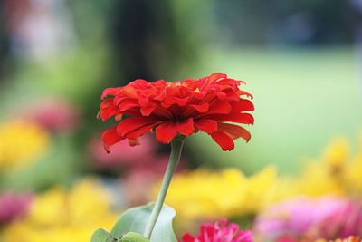 Close-up of red flowering plant in park