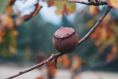 Close-up of fruit on tree