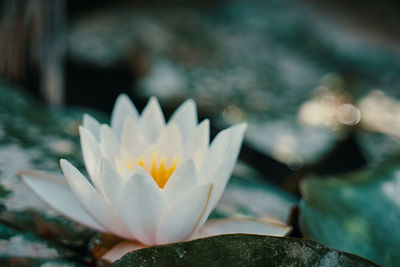 Close-up of white flowering plant