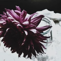 Close-up of flowers