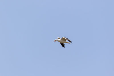 Low angle view of seagull flying in sky