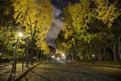 Street amidst trees in park at night