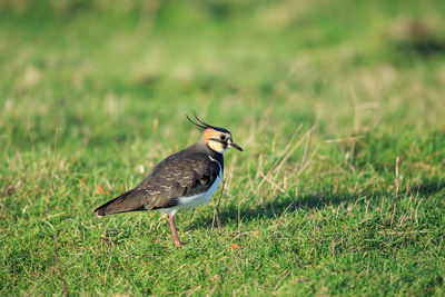 Bird perching on grass