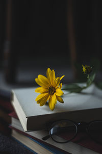 Close-up of yellow flower on books