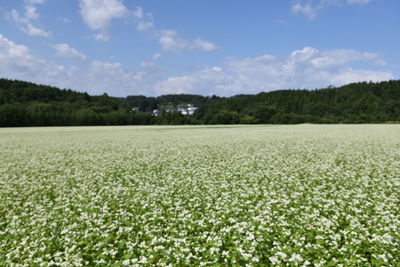 Scenic view of grassy field against sky