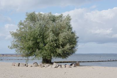 View of sheep on tree by sea against sky