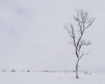 Bare trees on snow covered landscape