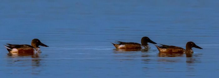 Ducks swimming in lake