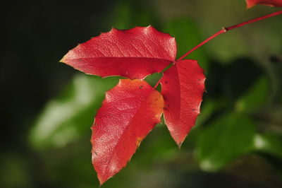 Close-up of red hibiscus in water