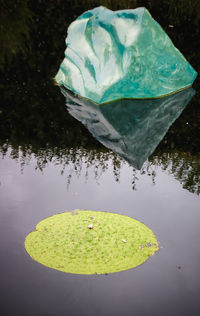 High angle view of water lily floating on lake