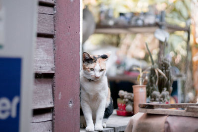 Portrait of cat looking through camera