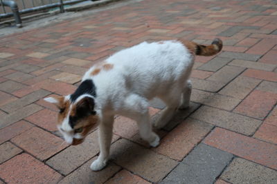 Cat standing on sidewalk