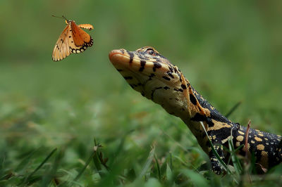 Close-up of butterfly on plant