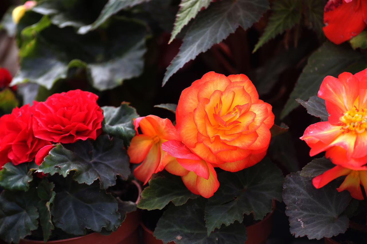 CLOSE-UP OF RED ROSES