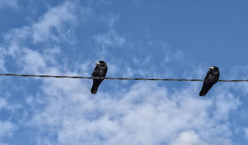 Low angle view of birds perching on cable against sky