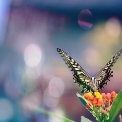 Close-up of butterfly pollinating on flower