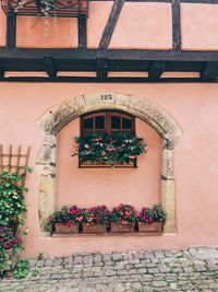 Potted plants on wall of building