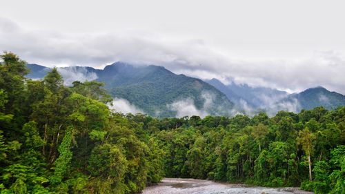 Scenic view of forest against sky