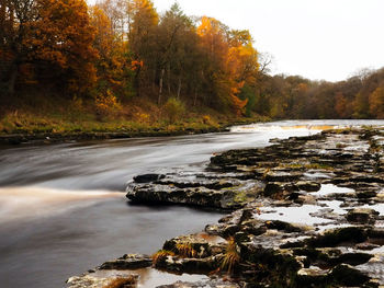 Scenic view of river amidst trees in forest during autumn