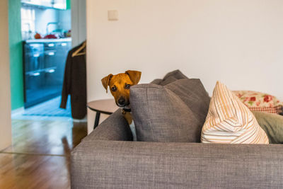 Portrait of dog relaxing on sofa at home