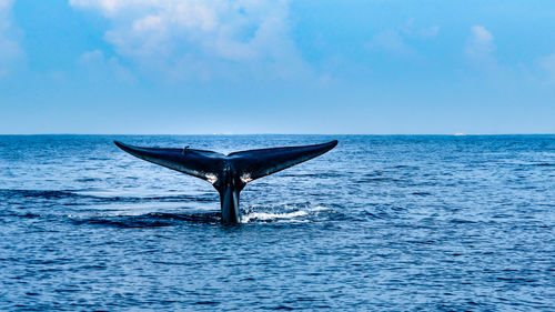 A tale of a whale beautifully emerges from the ocean by mirissa bay, southern sri lanka.
