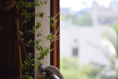 Close-up of potted plant against window of building