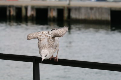 Close-up of bird on railing against sea