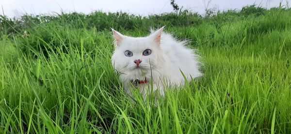 Portrait of a cat on field