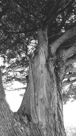 Tree against sky