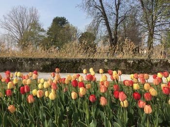 Tulips on field by trees against sky