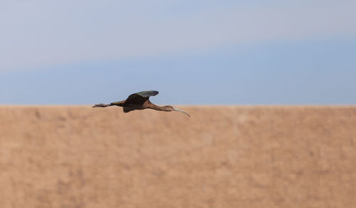 Side view of bird flying against clear sky