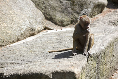 Baboon sitting on a rock in the zoo