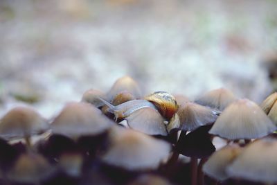 Close-up of mushrooms