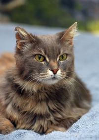 Portrait of cat relaxing outdoors