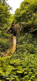 View of bridge in forest