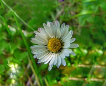 Close-up of white daisy flower