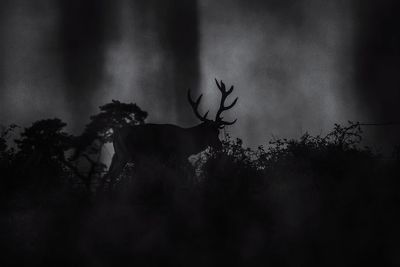 View of silhouette trees on field against sky