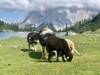 Sheep grazing in a field