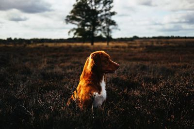 Dog standing on land