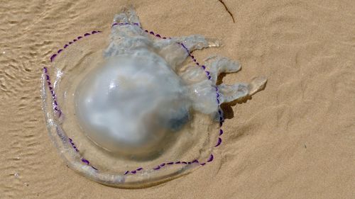 High angle view of crab on sand