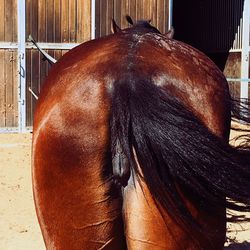 Rear view of horse