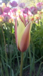 Close-up of fresh crocus blooming outdoors