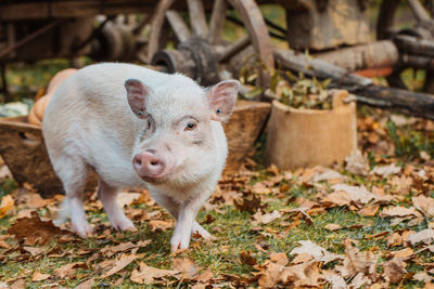 Close-up of pig