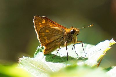 Close-up of butterfly perching on leaf