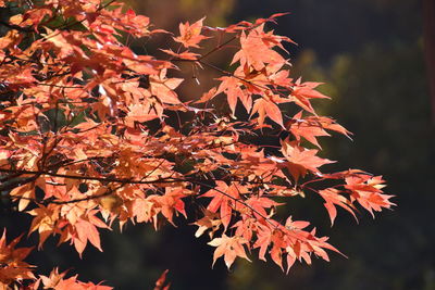 Close-up of maple leaves on tree during autumn