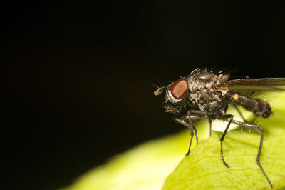 Close-up of fly