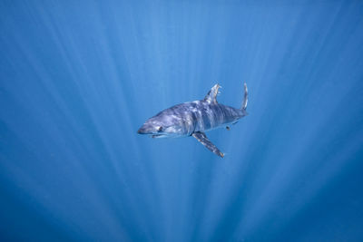 Mexico, baja california, underwater view of shortfin mako shark (isurus oxyrinchus)