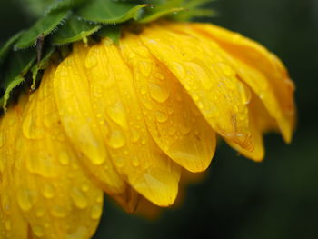 Close-up of wet yellow flower