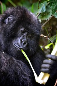 Bamboo eating gorilla